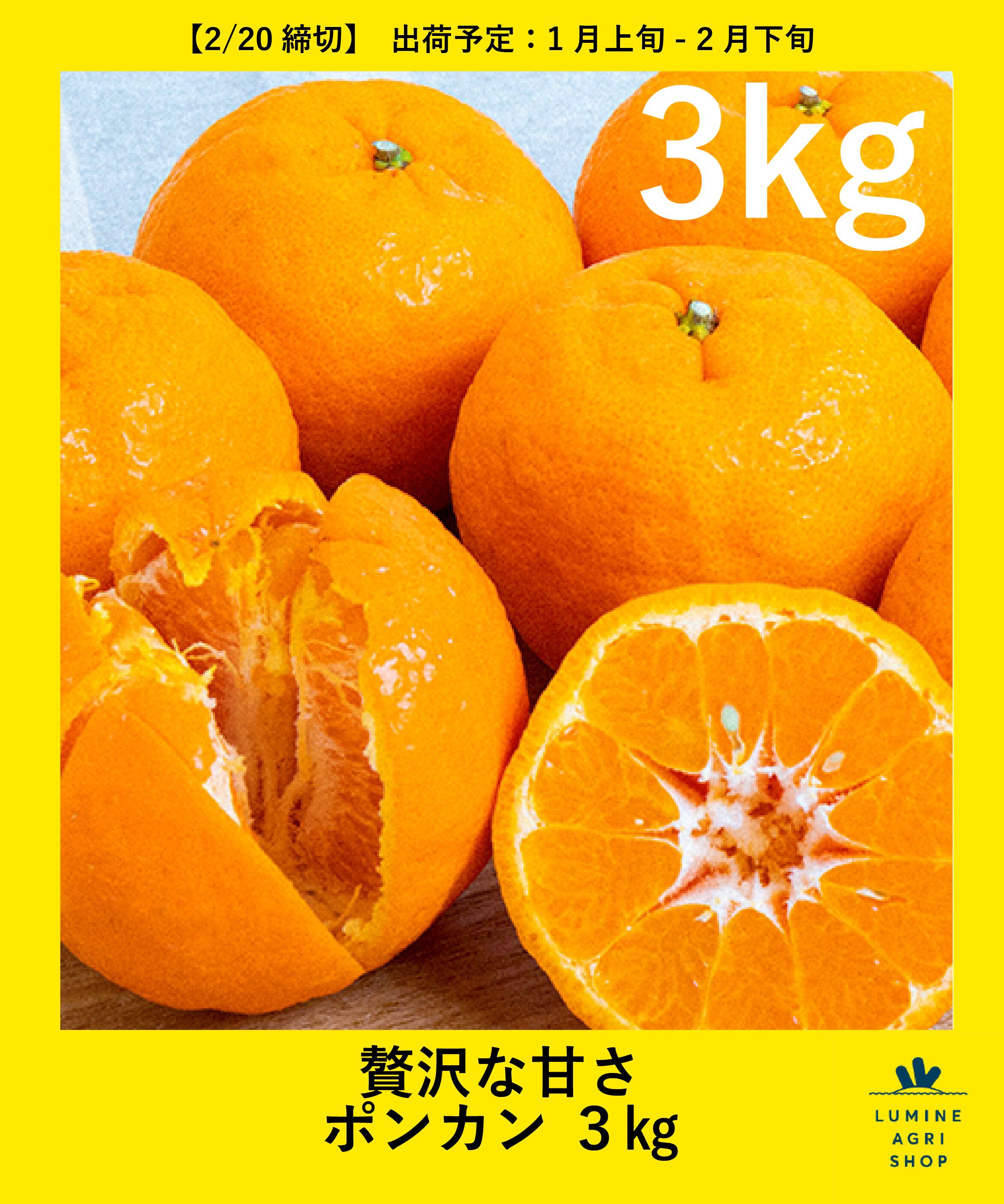 贅沢な甘さ ポンカン 3㎏（LUMINE AGRI SHOP）｜ルミネのファッション