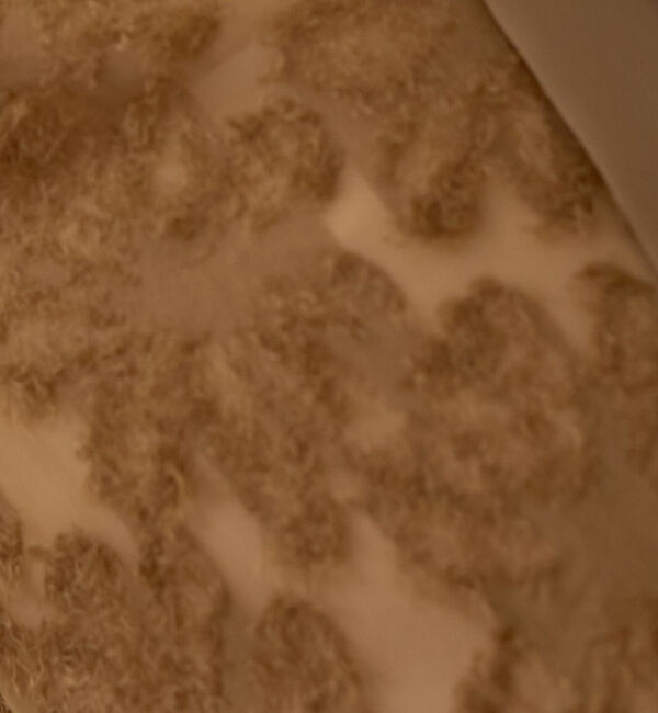 Rouge vif「【一部店舗限定】フラワーフェザーアメスリブラウス」|シャツ・ブラウス|