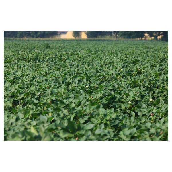  「THERA 和紡洗顔丸ミトン 白 本体 (約12cm*12cm)」|コスメ雑貨|