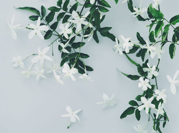 Flora Notis JILL STUART「フローラノーティス ジルスチュアート オードパルファン 20ml」|香水・フレグランス|