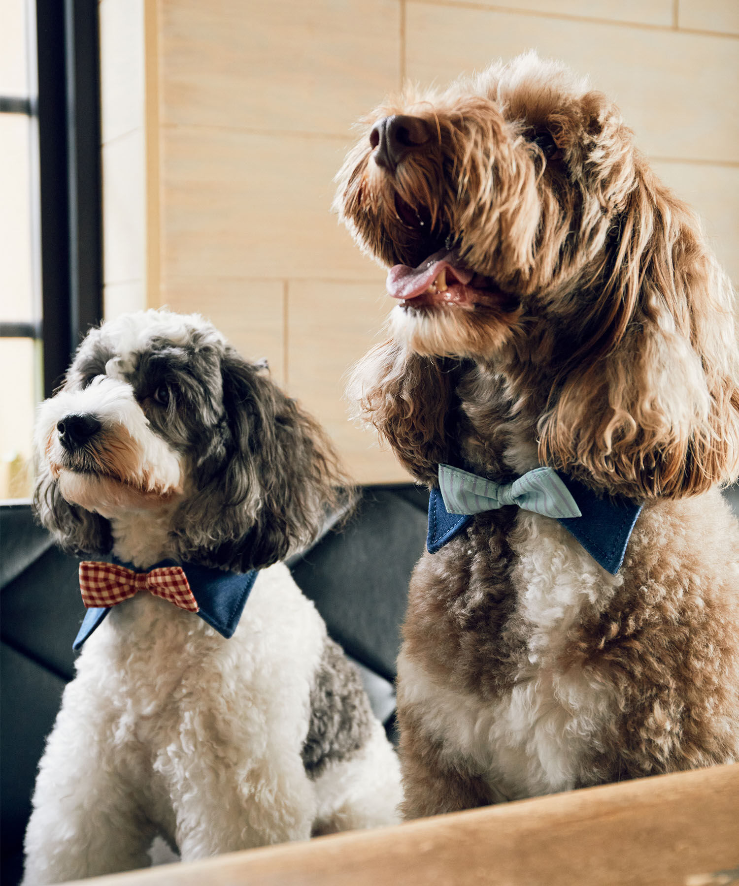 ROPE PICNIC PASSAGE「【comif(コミフ)&times;ROPE' PICNIC】【DOG】襟付き蝶ネクタイ」|その他|