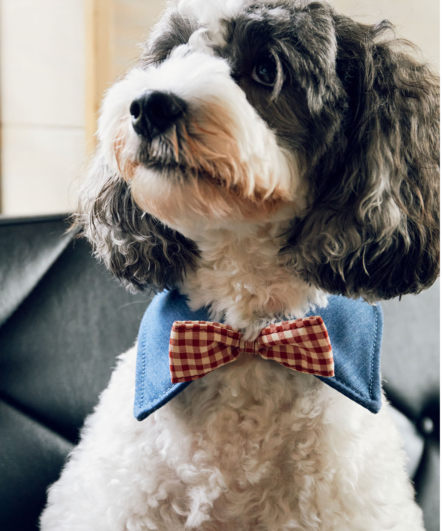 ROPE PICNIC PASSAGE「【comif(コミフ)&times;ROPE' PICNIC】【DOG】襟付き蝶ネクタイ」|その他|