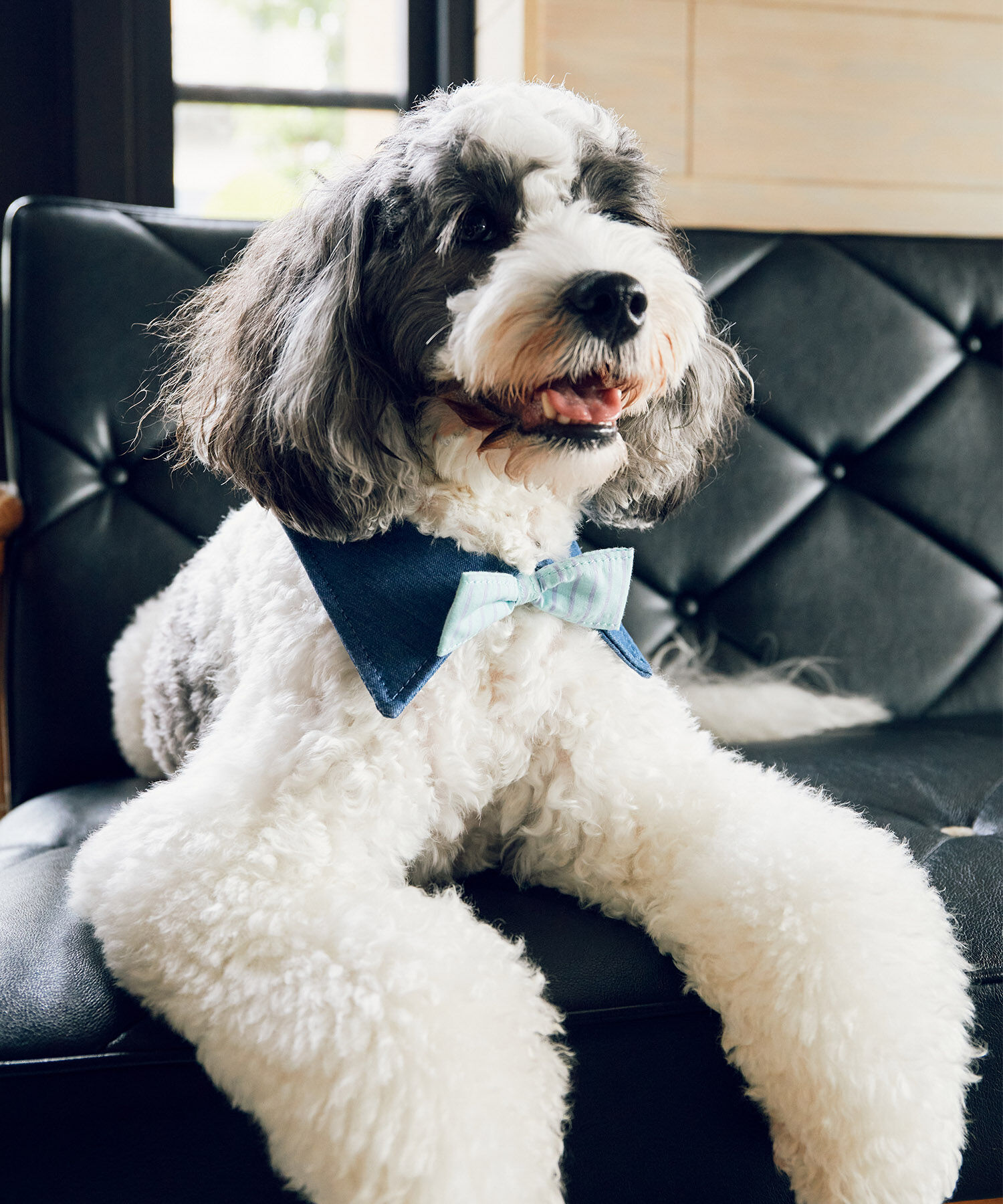 ROPE PICNIC PASSAGE「【comif(コミフ)&times;ROPE' PICNIC】【DOG】襟付き蝶ネクタイ」|その他|