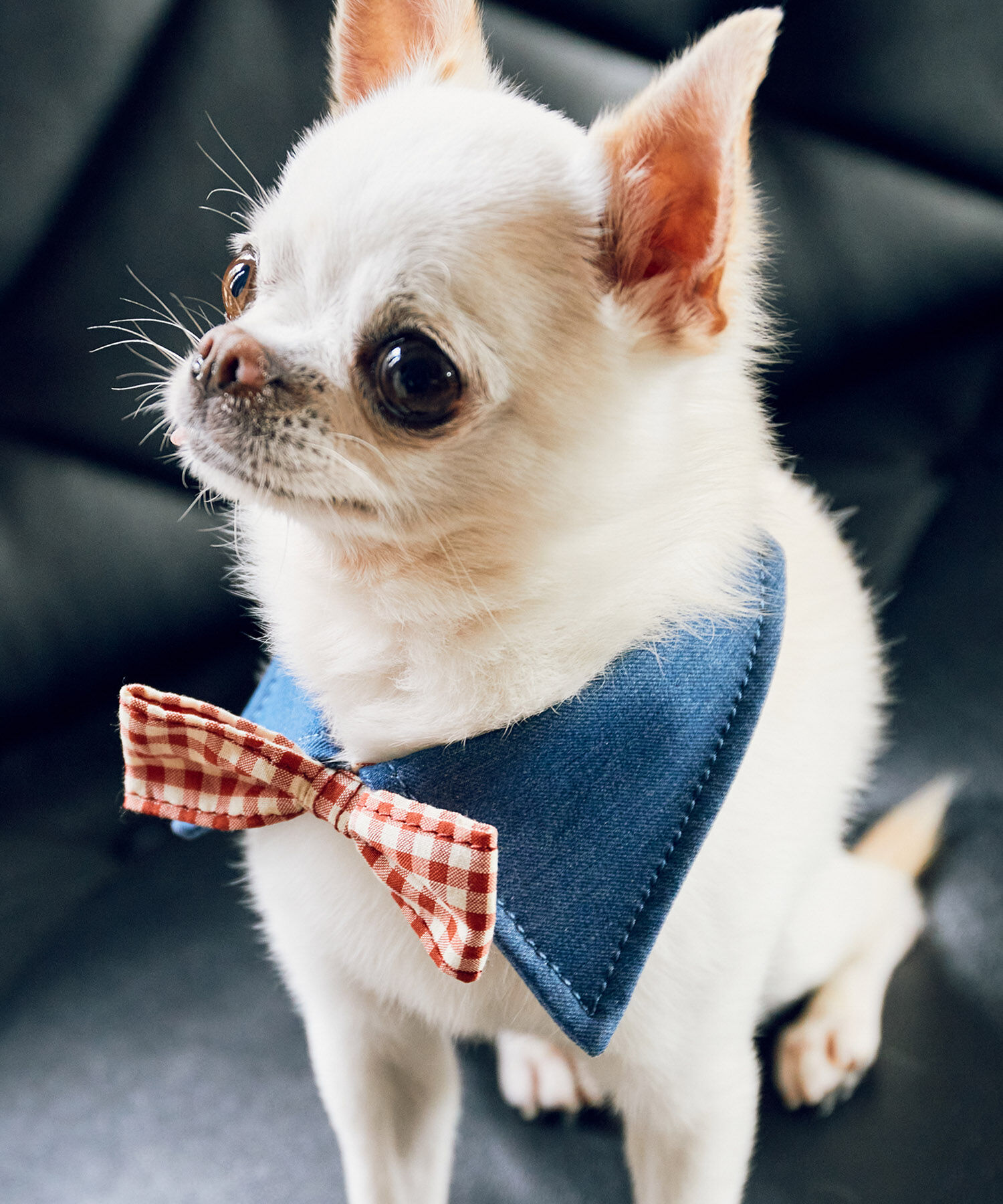 ROPE PICNIC PASSAGE「【comif(コミフ)&times;ROPE' PICNIC】【DOG】襟付き蝶ネクタイ」|その他|