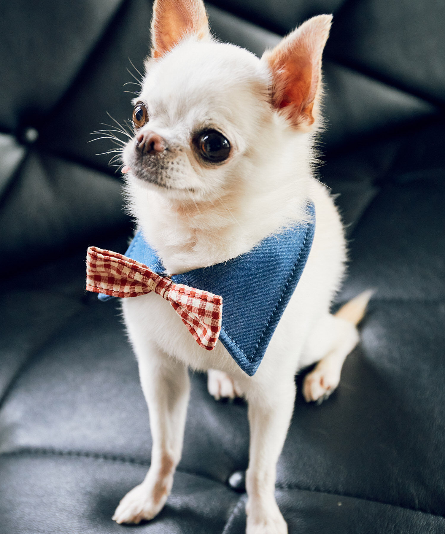 ROPE PICNIC PASSAGE「【comif(コミフ)&times;ROPE' PICNIC】【DOG】襟付き蝶ネクタイ」|その他|