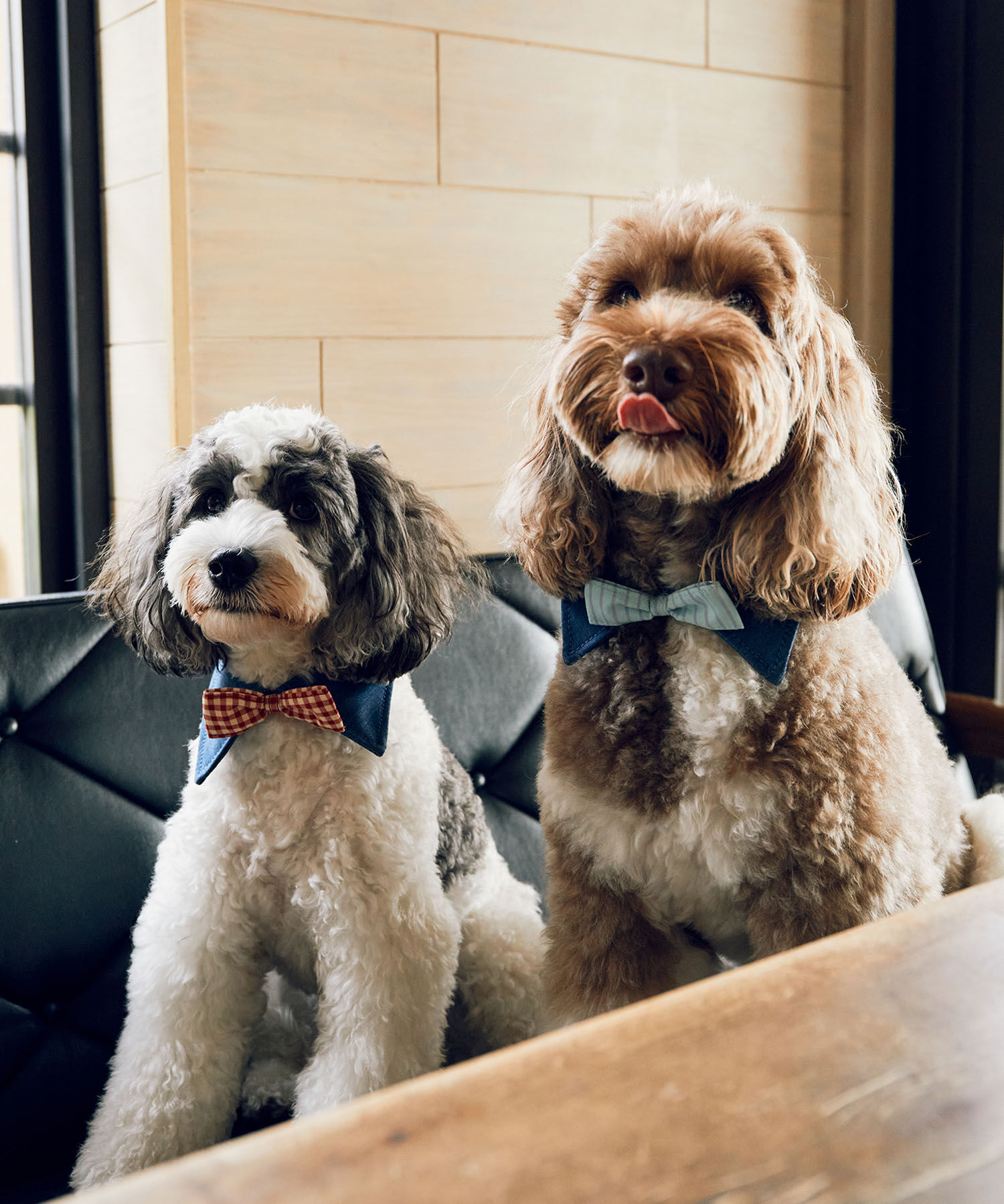 ROPE PICNIC PASSAGE「【comif(コミフ)&times;ROPE' PICNIC】【DOG】襟付き蝶ネクタイ」|その他|