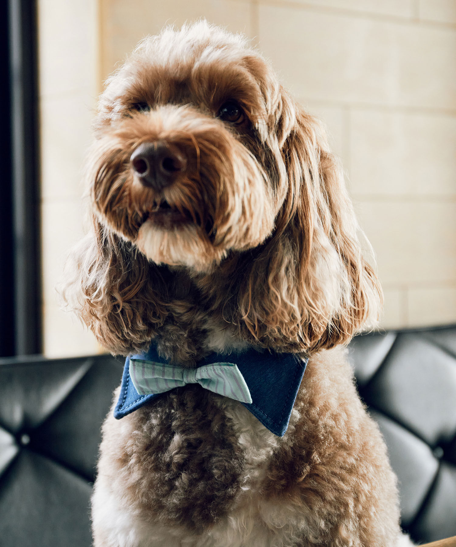 ROPE PICNIC PASSAGE「【comif(コミフ)&times;ROPE' PICNIC】【DOG】襟付き蝶ネクタイ」|その他|