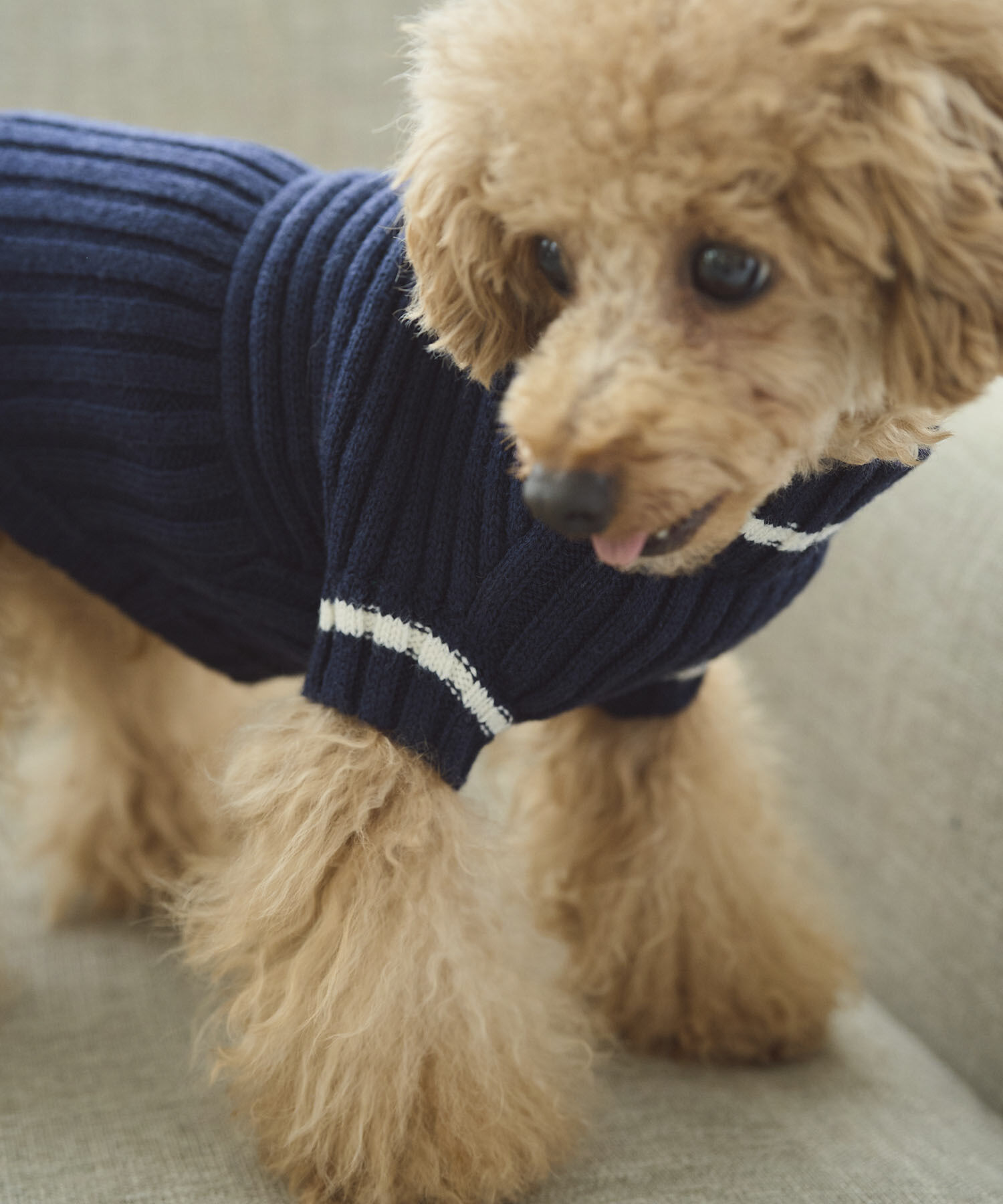 ROPE PICNIC PASSAGE「【DOG】リブ切り替えニットプルオーバー」|その他|ネイビー系(41)