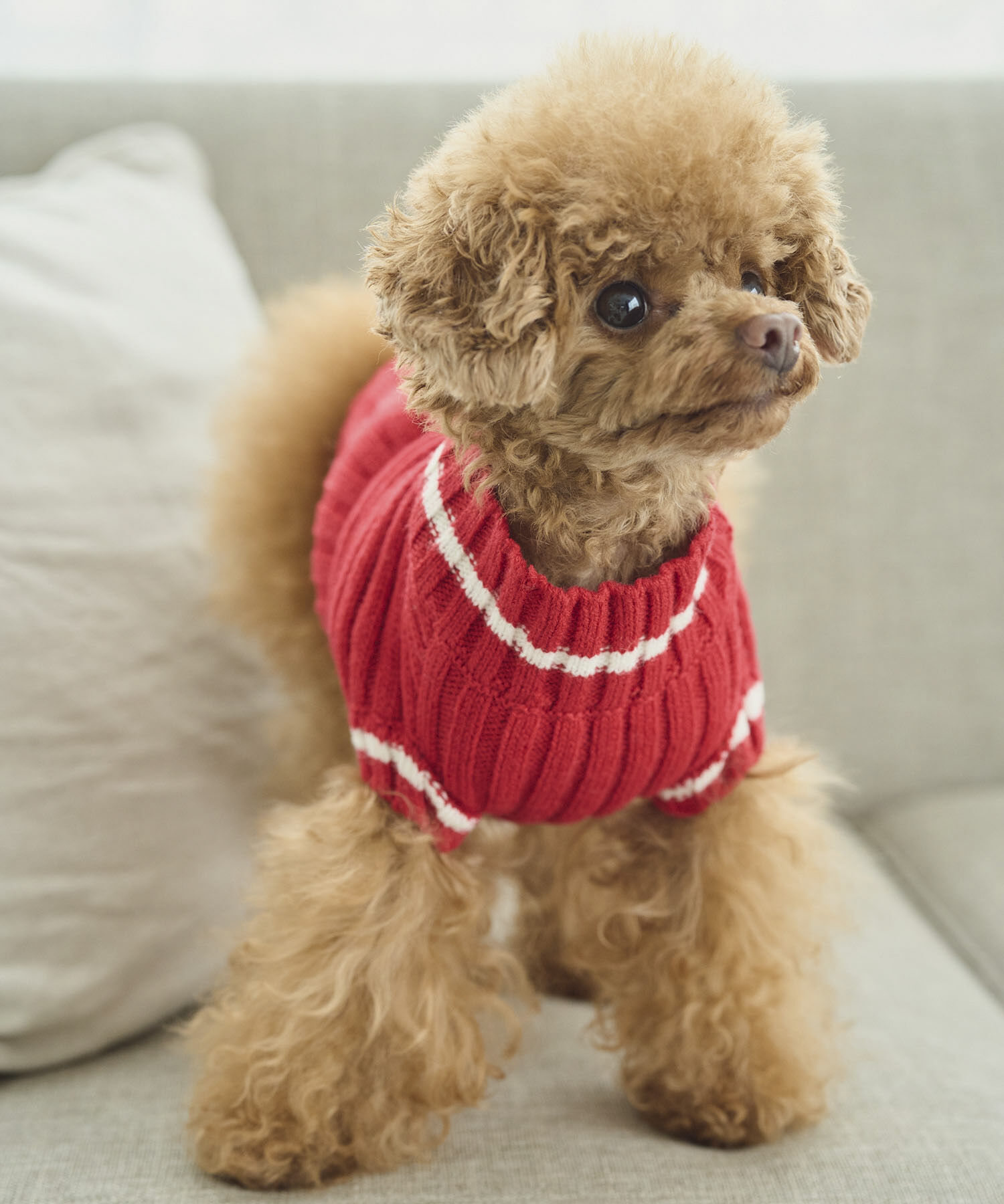 ROPE PICNIC PASSAGE「【DOG】リブ切り替えニットプルオーバー」|その他|レッド系(61)