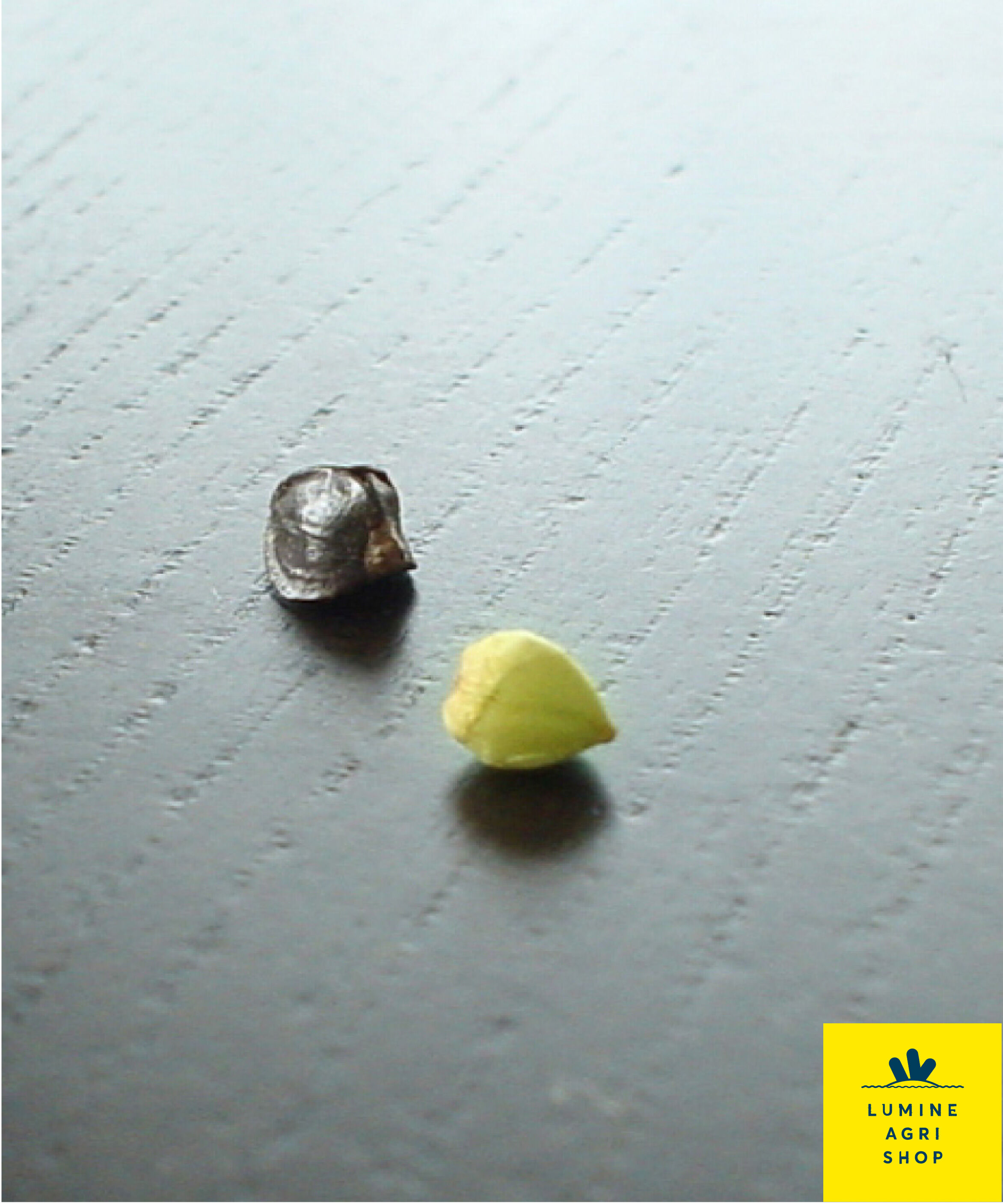 LUMINE AGRI SHOP「月山そば　18袋」|麺類|