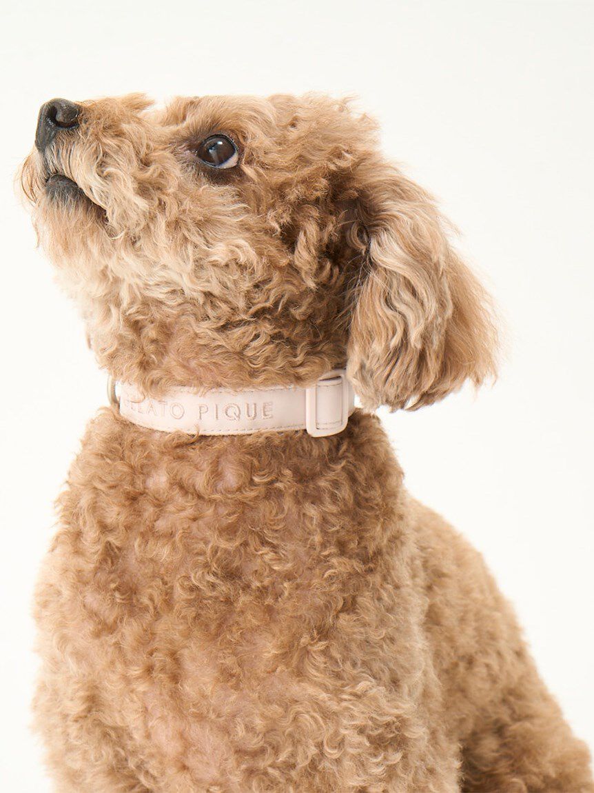  GELATO PIQUE CAT&DOG「【CAT&DOG】【販路限定商品】首輪」|その他|
