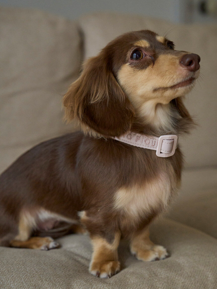  GELATO PIQUE CAT&DOG「【CAT&DOG】【販路限定商品】首輪」|その他|