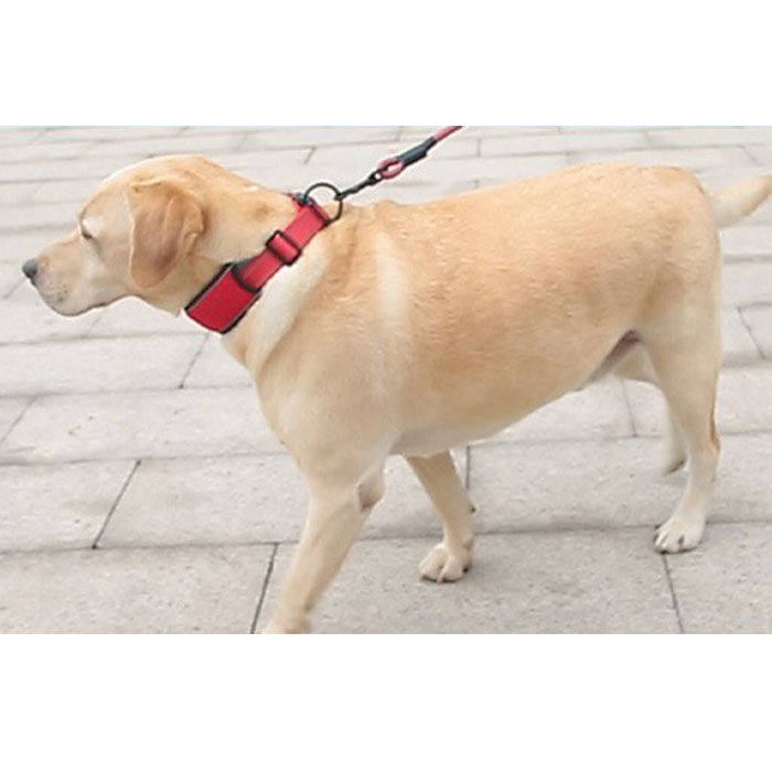 BACKYARD FAMILY「犬 首輪 おしゃれ 通販 くびわ カラー いぬ 痛くない メッシュ 軽い 軽量 ソフトパッド 反射」|その他|