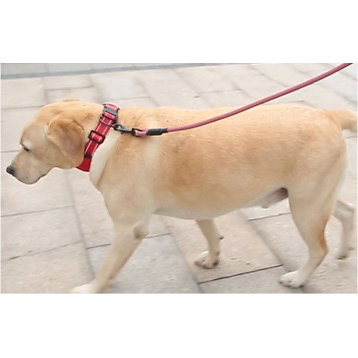 BACKYARD FAMILY「犬 首輪 おしゃれ 通販 くびわ カラー いぬ 痛くない メッシュ 軽い 軽量 ソフトパッド 反射」|その他|