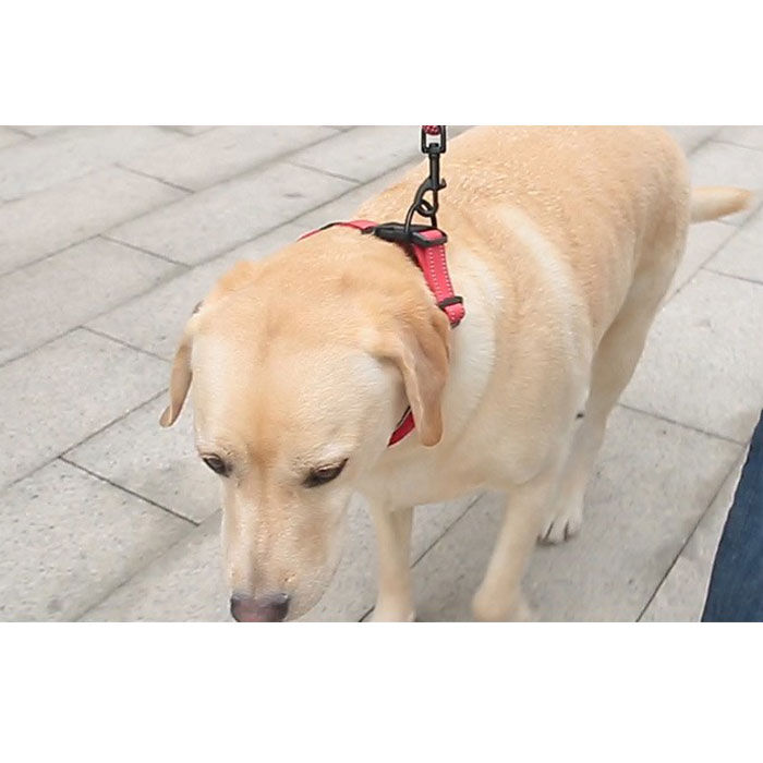 BACKYARD FAMILY「犬 首輪 おしゃれ 通販 くびわ カラー いぬ 痛くない メッシュ 軽い 軽量 ソフトパッド 反射」|その他|