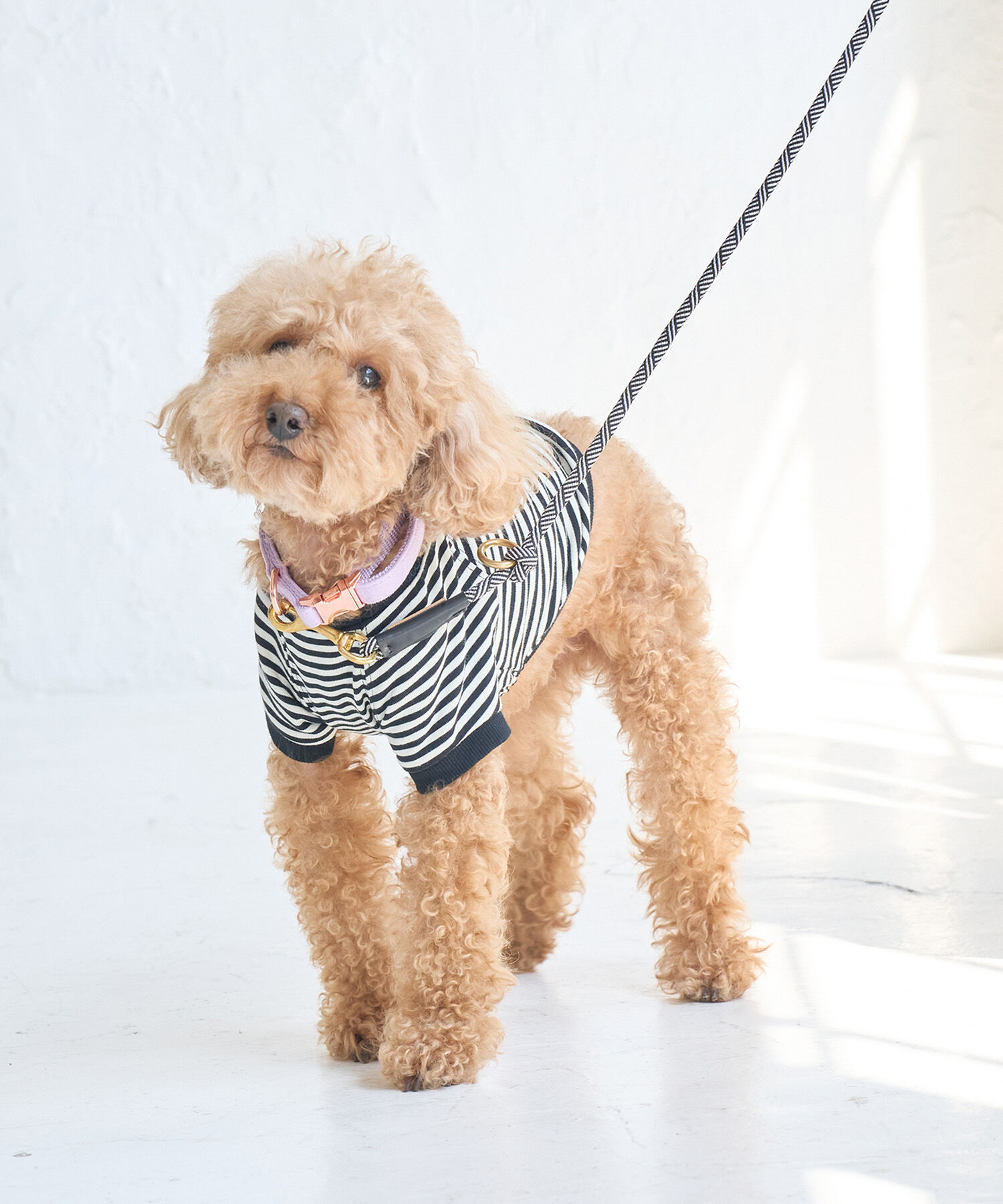 ROPE PICNIC PASSAGE「【DOG】フェイクスエードカラー Mサイズ」|その他|ラベンダー(52)