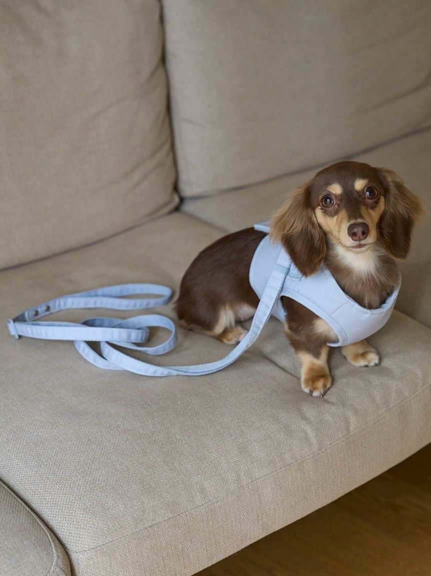  GELATO PIQUE CAT&DOG「【CAT&DOG】【販路限定商品】リード」|その他|