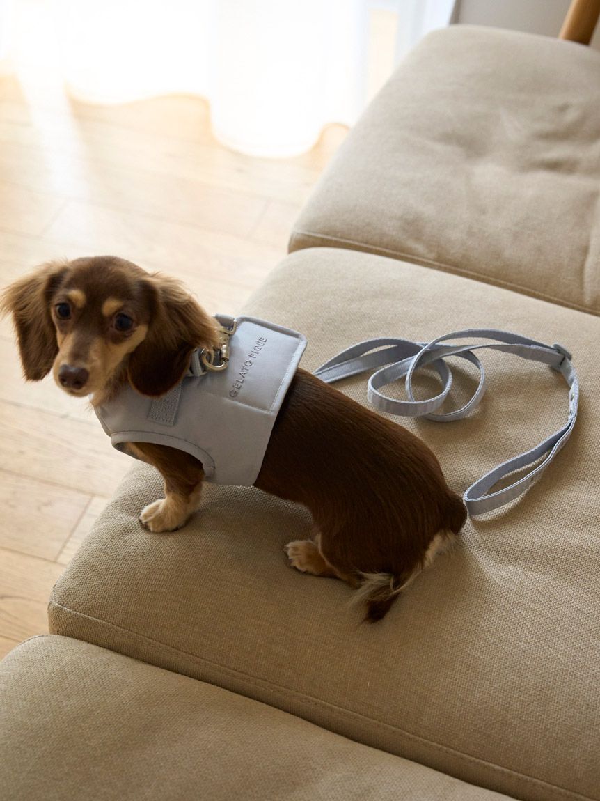  GELATO PIQUE CAT&DOG「【CAT&DOG】【販路限定商品】リード」|その他|