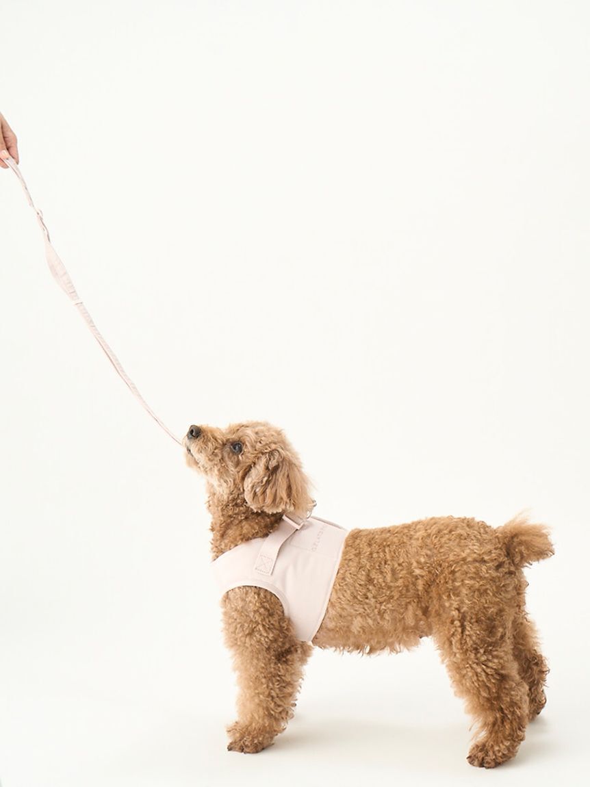  GELATO PIQUE CAT&DOG「【CAT&DOG】【販路限定商品】リード」|その他|