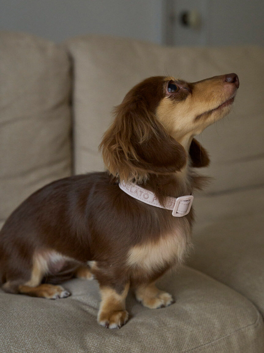  GELATO PIQUE CAT&DOG「【CAT&DOG】【販路限定商品】首輪」|その他|