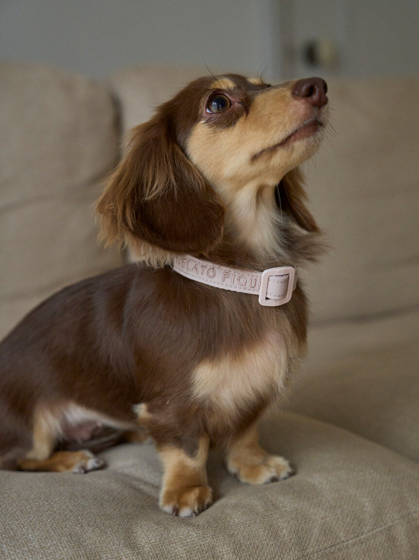  GELATO PIQUE CAT&DOG「【CAT&DOG】【販路限定商品】首輪」|その他|