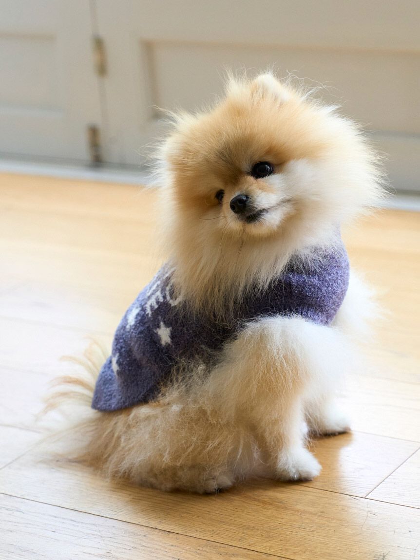  GELATO PIQUE CAT&DOG「【CAT&DOG】スター柄ノースリーブプルオーバー」|その他|