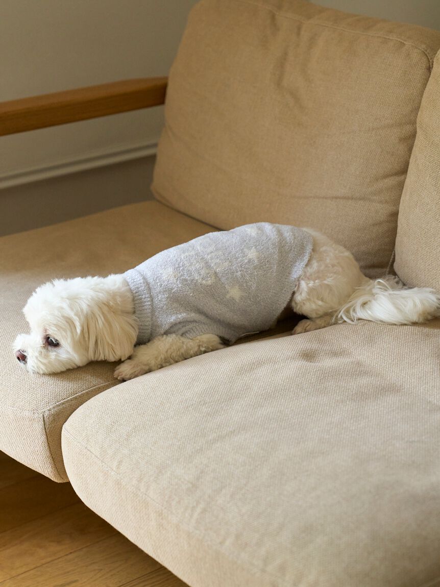  GELATO PIQUE CAT&DOG「【CAT&DOG】スター柄ノースリーブプルオーバー」|その他|BLU