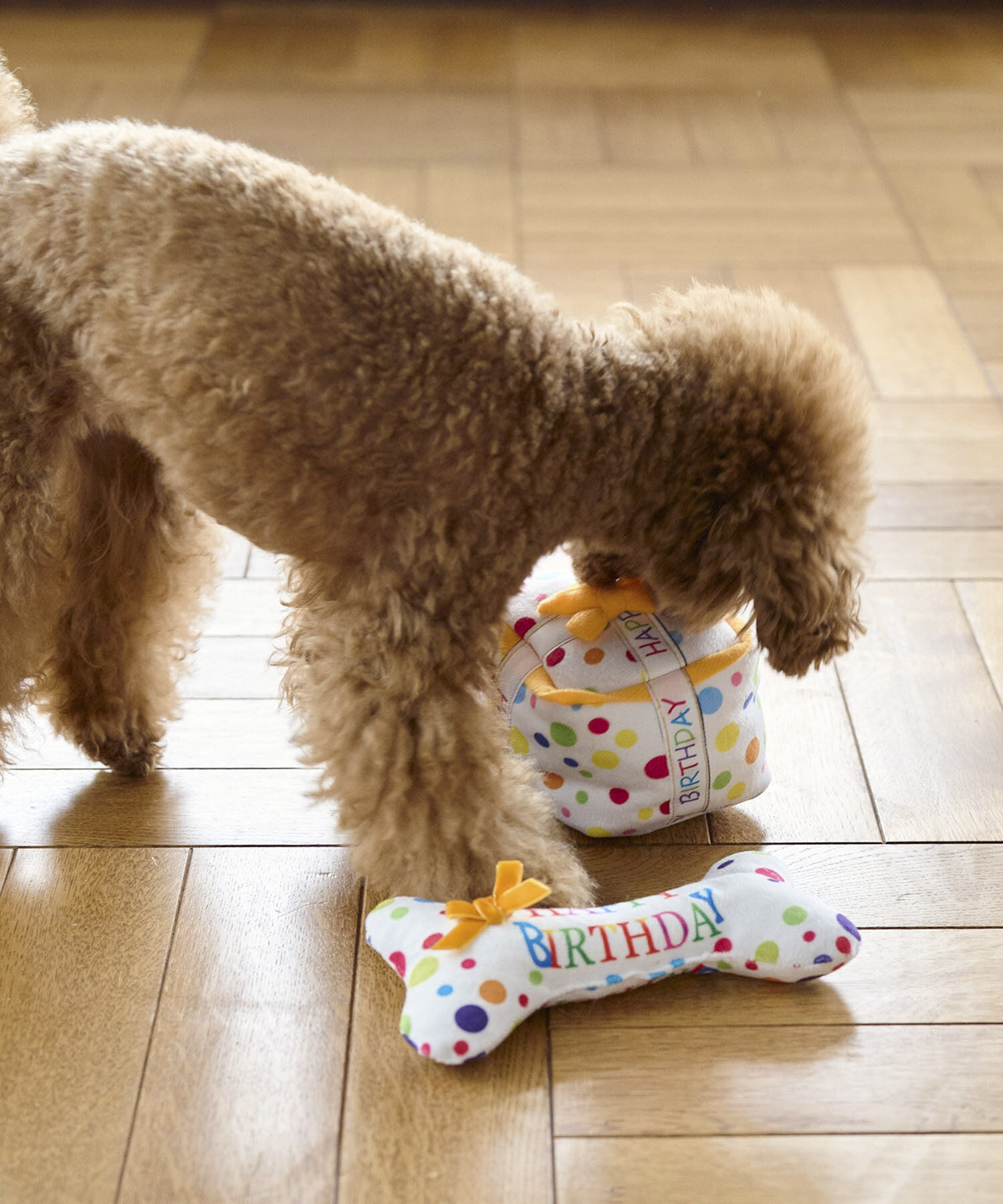 ROPE PICNIC PASSAGE「【DOG】birthday ギフトボーン」|その他|