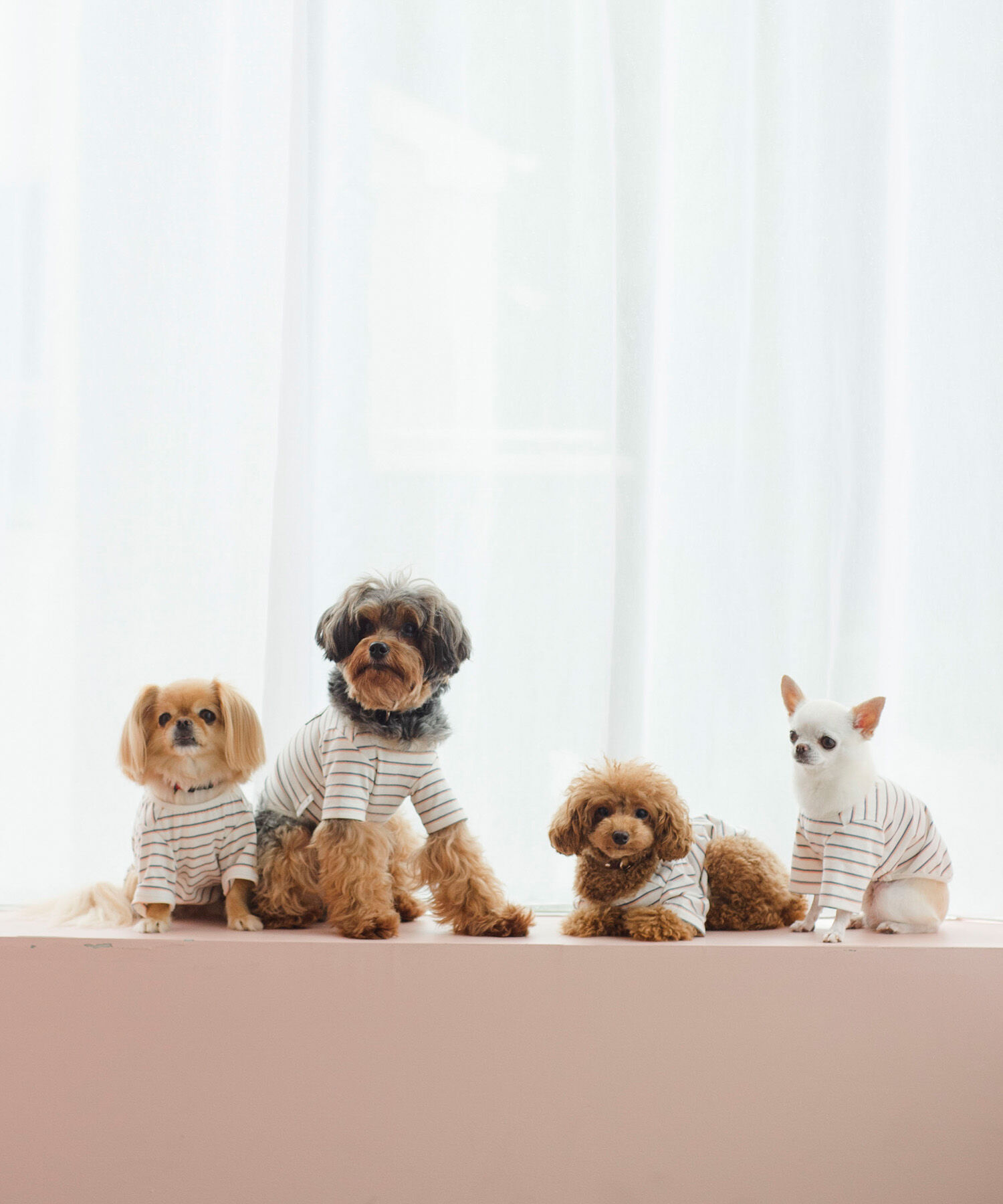 ROPE PICNIC PASSAGE「【一部店舗限定】おもちくん&times;ROPE' PICNIC/マルチボーダーカットソー」|その他|