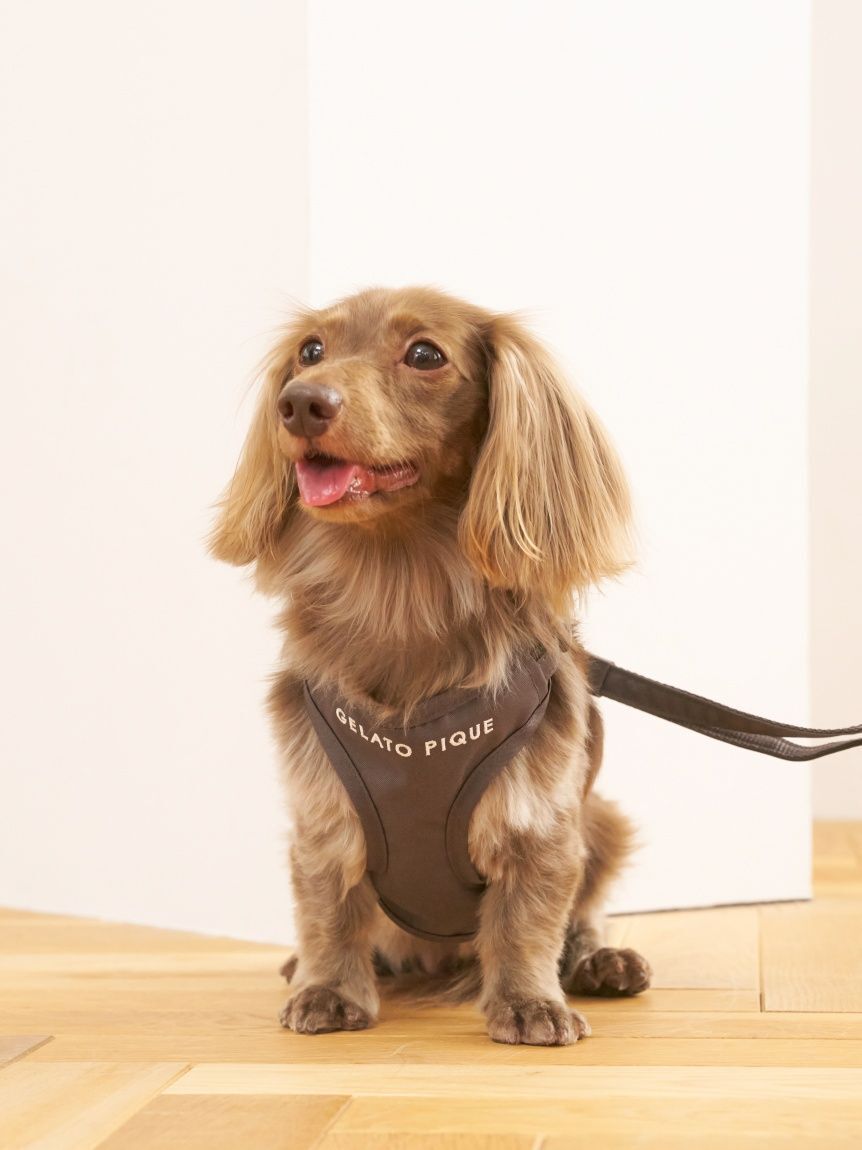  GELATO PIQUE CAT&DOG「【CAT&DOG】背中あきハーネス」|その他|