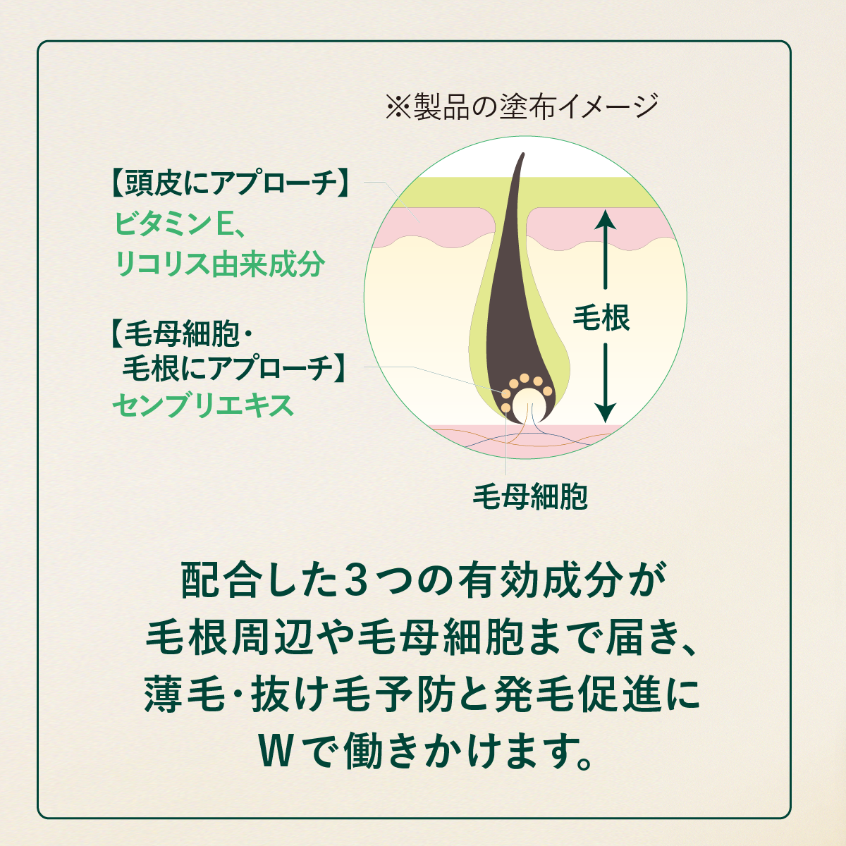 L&rsquo;OCCITANE「薬用 メディカル アンチヘアロスセラム＜医薬部外品＞」|その他|