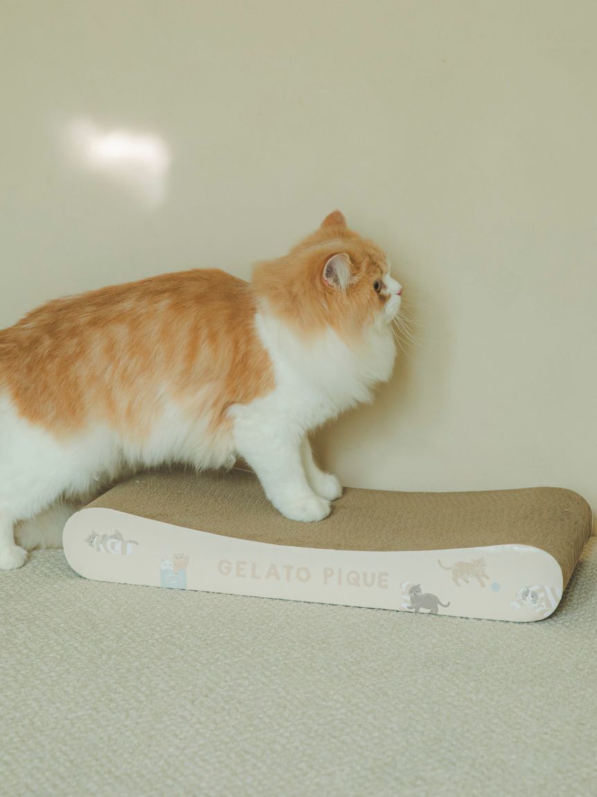  GELATO PIQUE CAT&DOG「【CAT&DOG】ねこ柄つめとぎ」|その他|