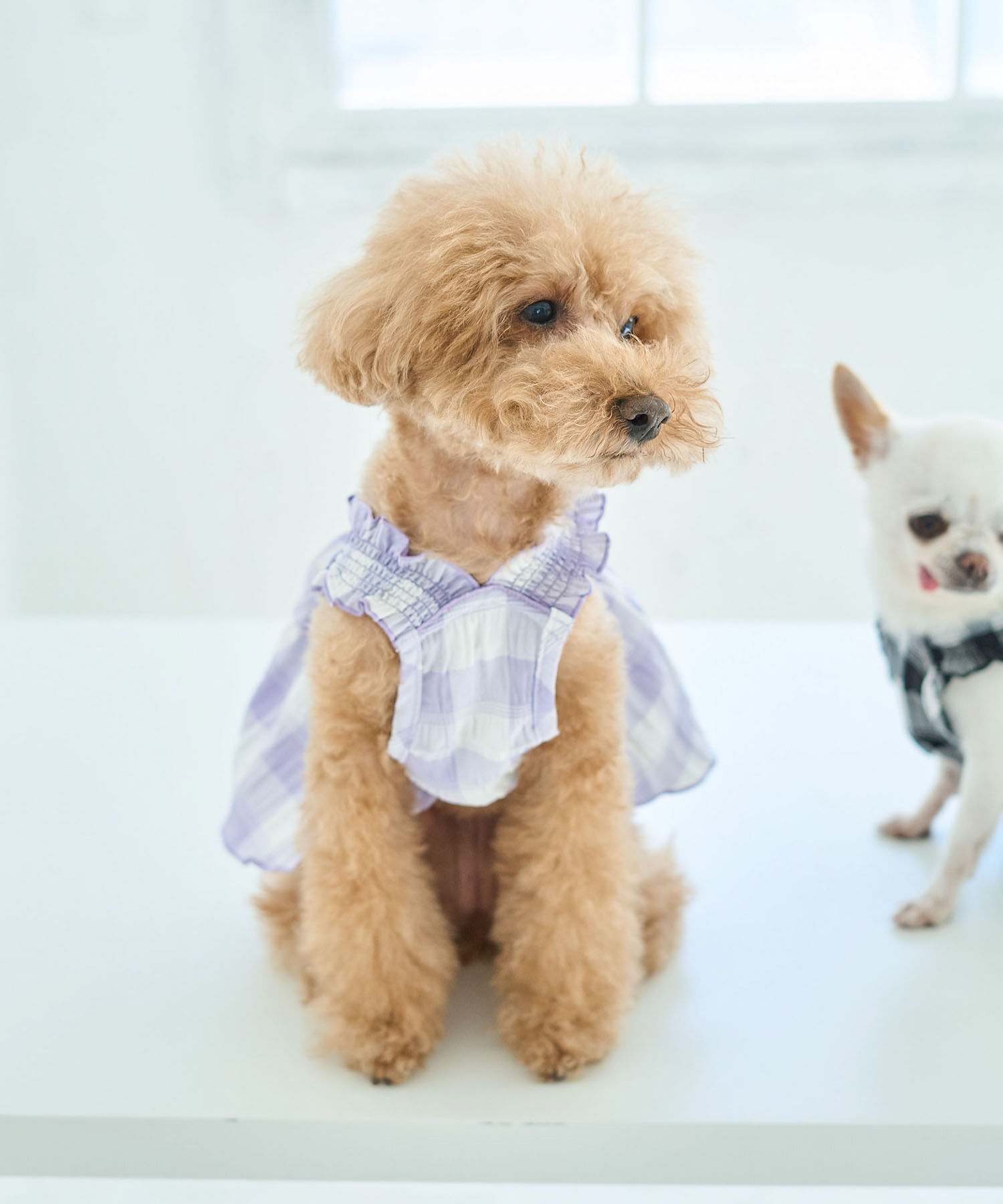 ROPE PICNIC PASSAGE「【DOG】ギンガムチェック柄ワンピース」|その他|ライトグレー(08)