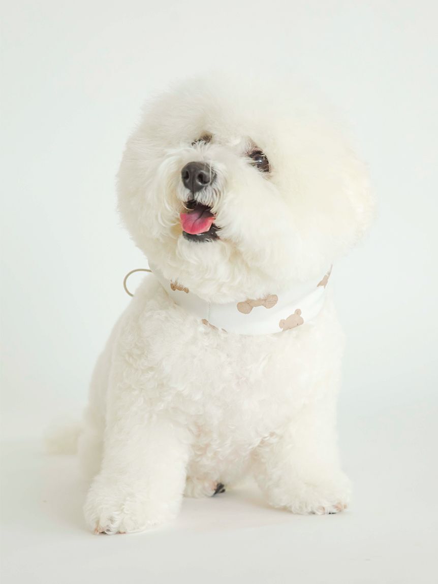  GELATO PIQUE CAT&DOG「【CAT&DOG】【販路限定商品】COOLネックカバー」|その他|