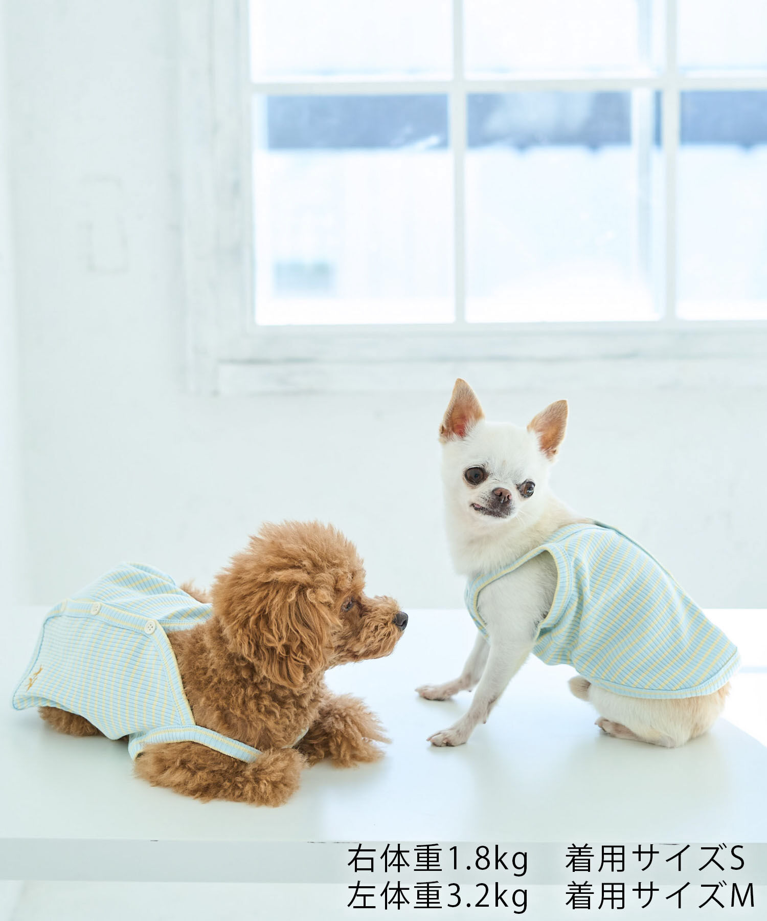 ROPE PICNIC PASSAGE「【DOG】マルチボーダーキャミソール」|その他|