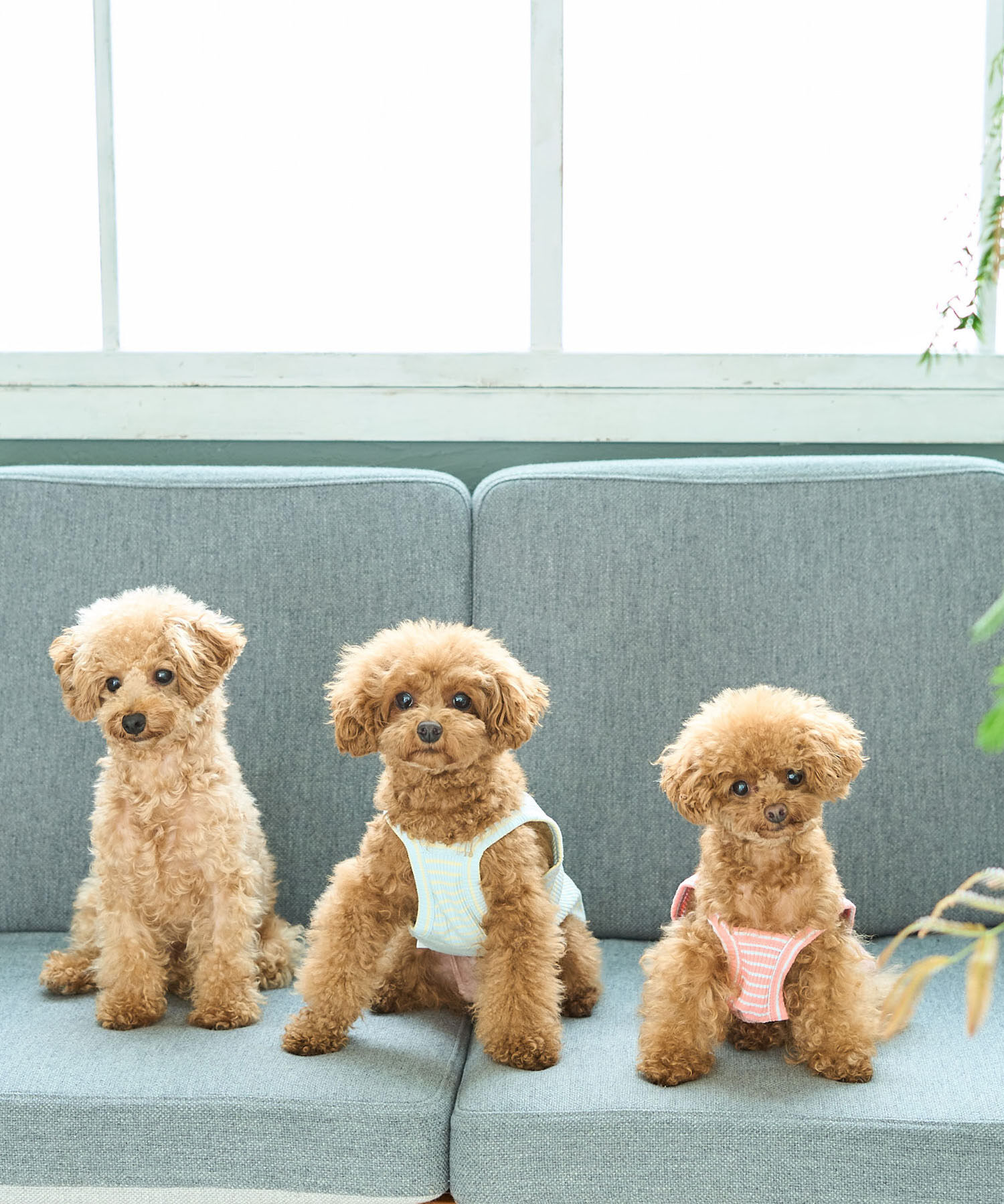 ROPE PICNIC PASSAGE「【DOG】マルチボーダーキャミソール」|その他|