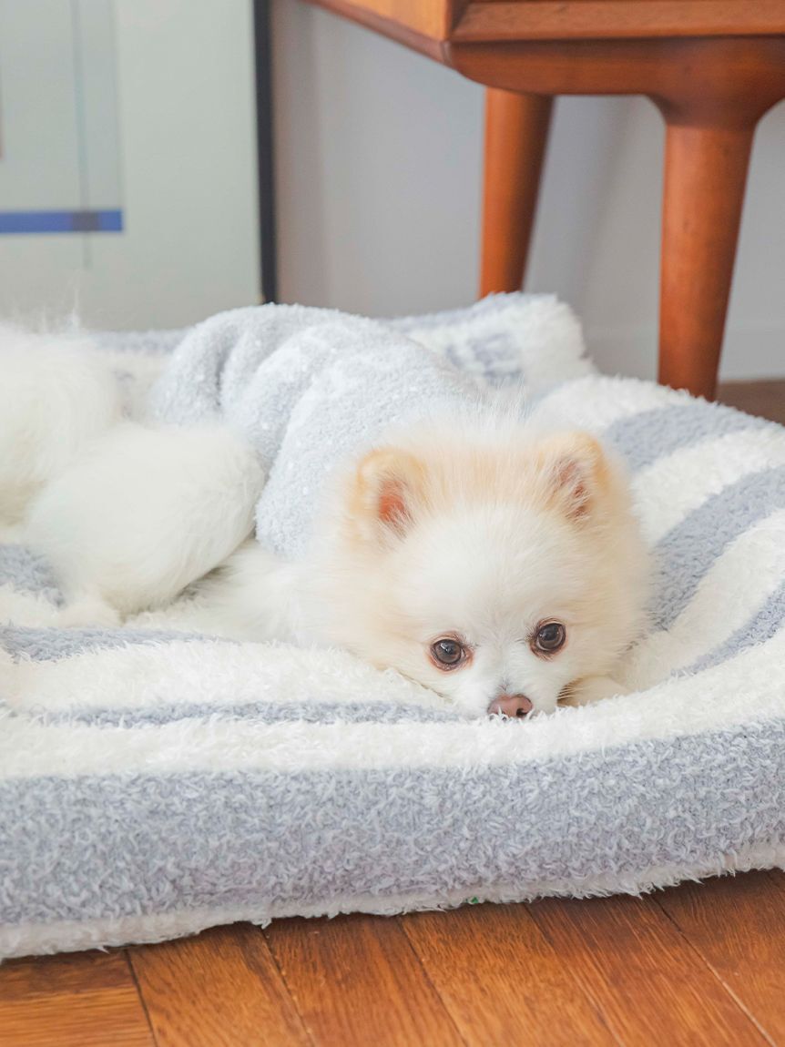  GELATO PIQUE CAT&DOG「【CAT&DOG】【販路限定商品】ベビモコネップdogプルオーバー」|その他|