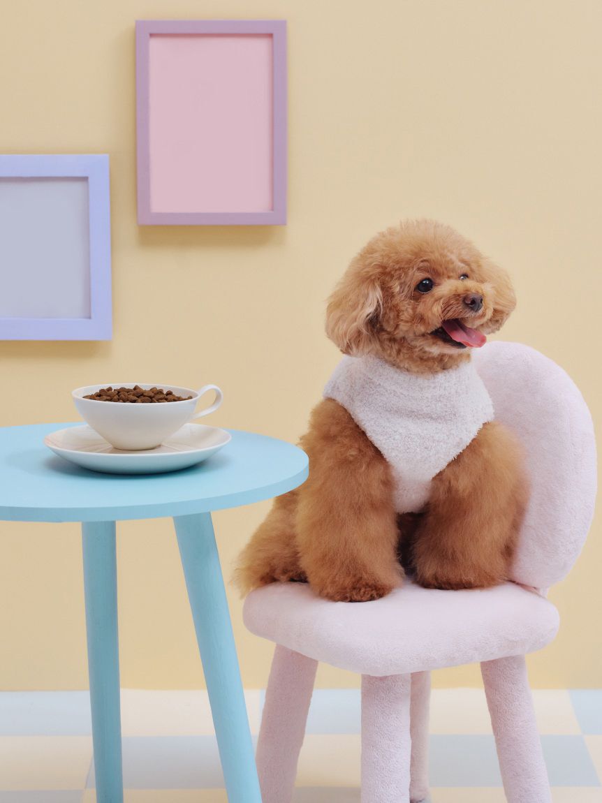  GELATO PIQUE CAT&DOG「【CAT&DOG】【販路限定商品】ベビモコネップdogプルオーバー」|その他|