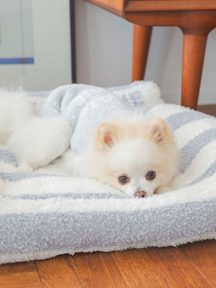  GELATO PIQUE CAT&DOG「【CAT&DOG】【販路限定商品】ベビモコネップdogプルオーバー」|その他|