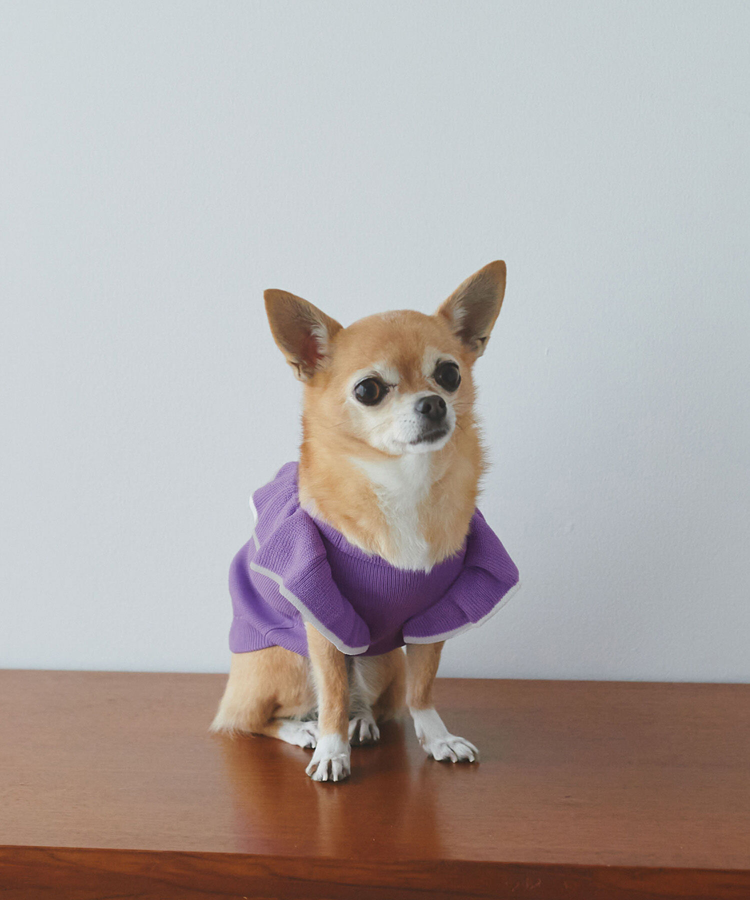 ROPE PICNIC PASSAGE「【DOG】リンクコーデ/配色フリル袖ニット」|その他|