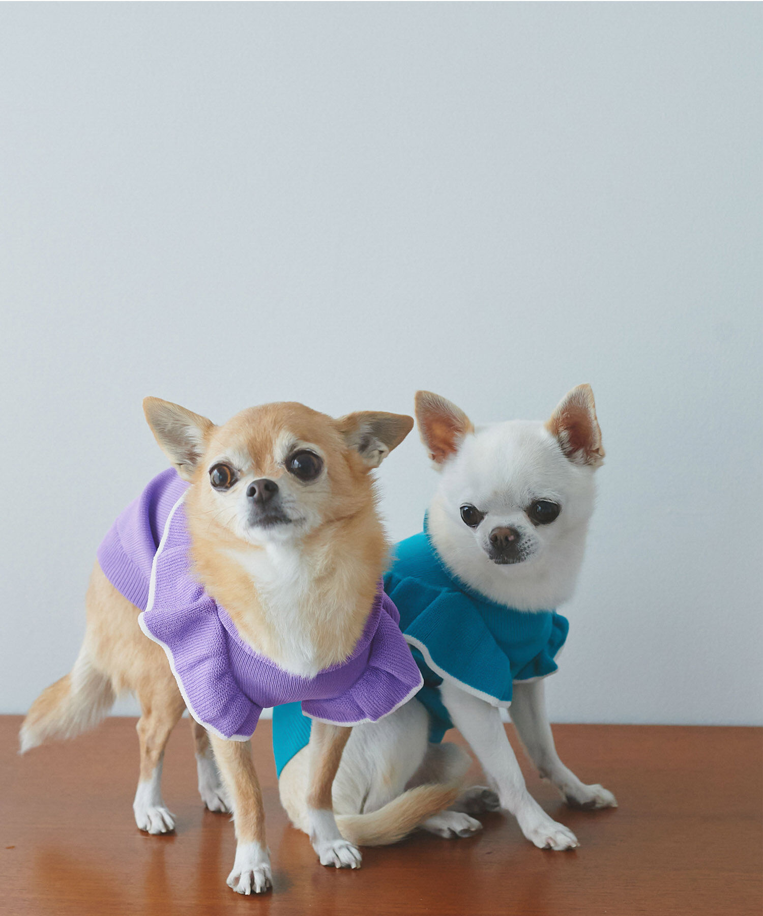 ROPE PICNIC PASSAGE「【DOG】リンクコーデ/配色フリル袖ニット」|その他|