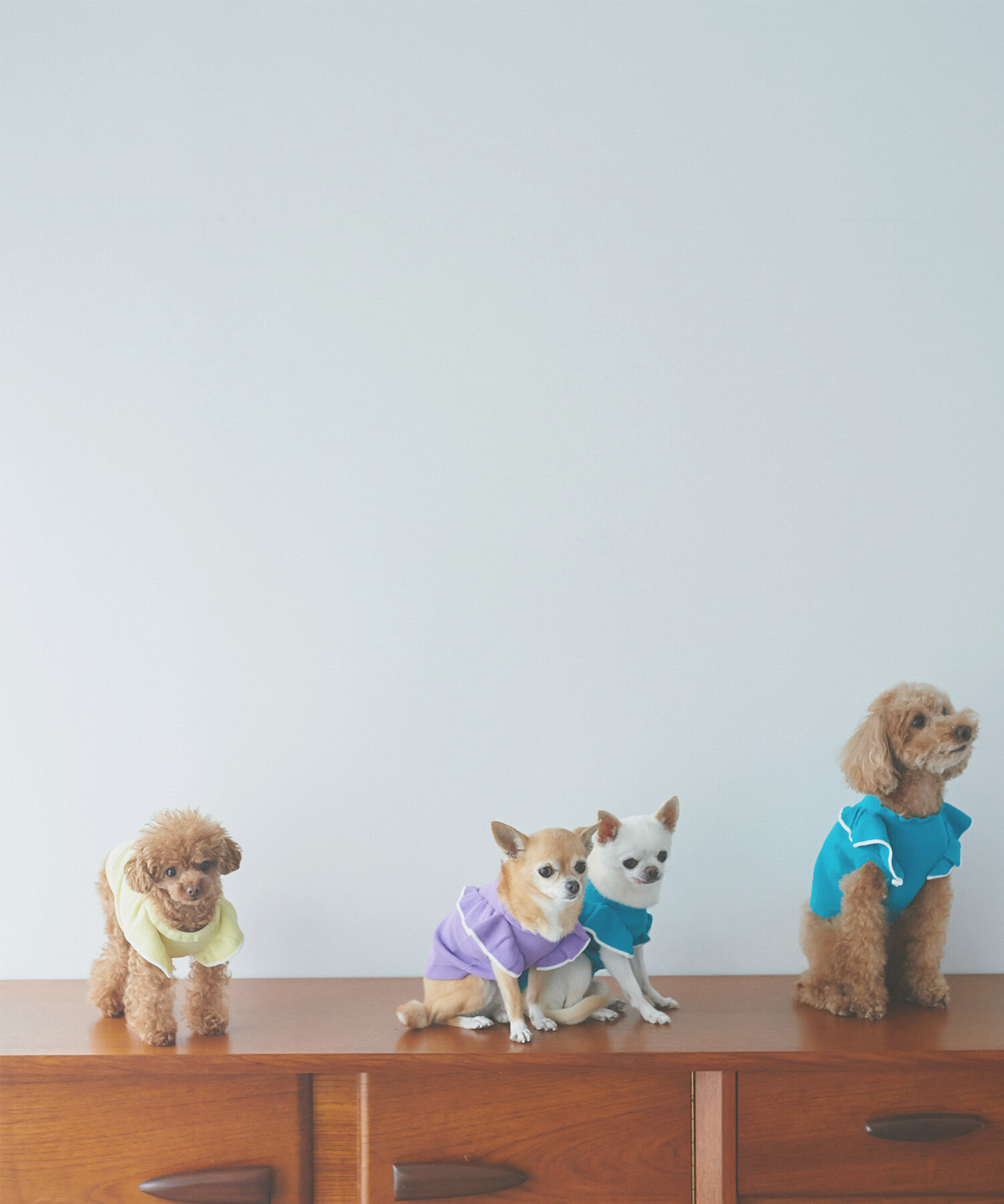 ROPE PICNIC PASSAGE「【DOG】リンクコーデ/配色フリル袖ニット」|その他|