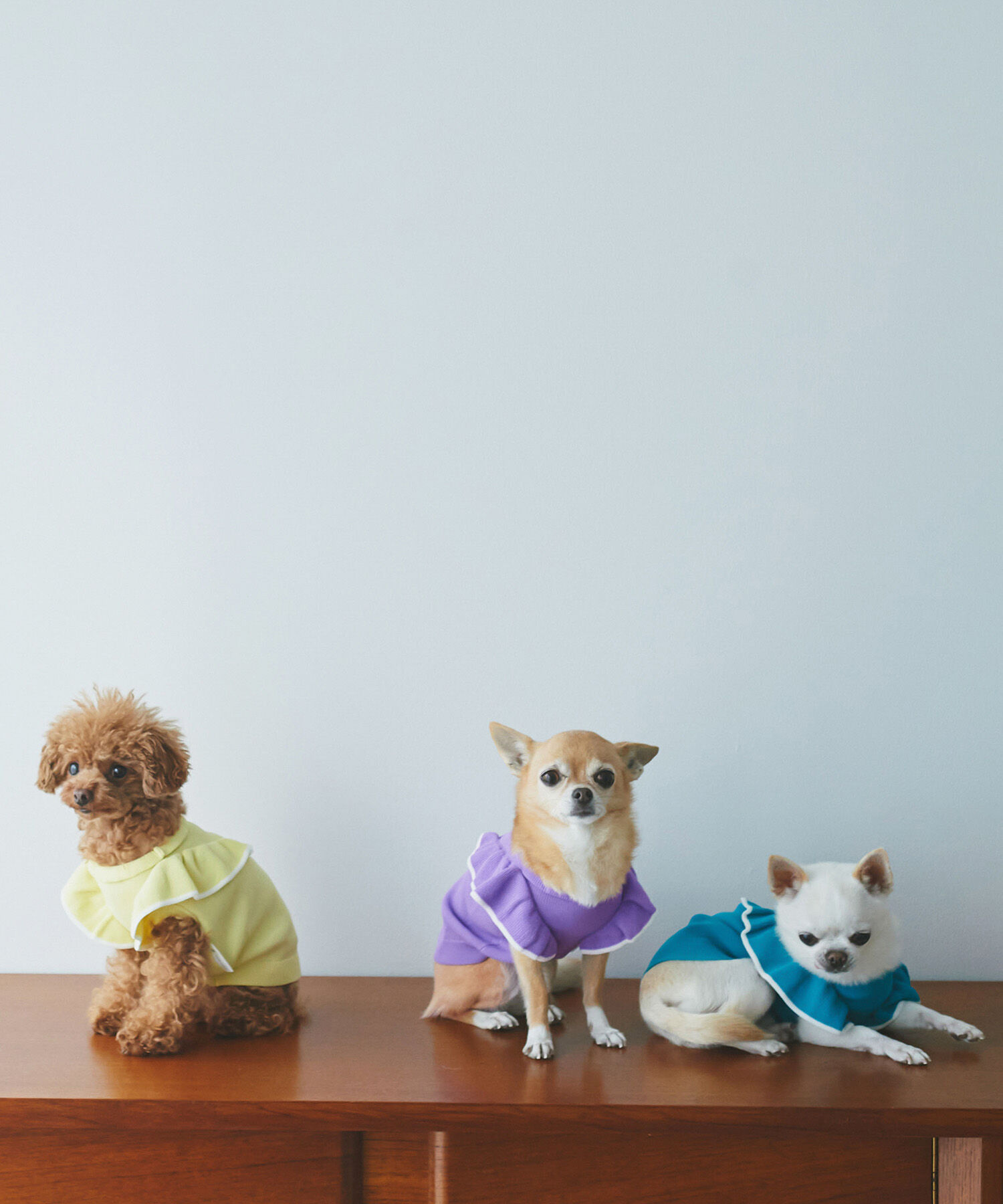 ROPE PICNIC PASSAGE「【DOG】リンクコーデ/配色フリル袖ニット」|その他|