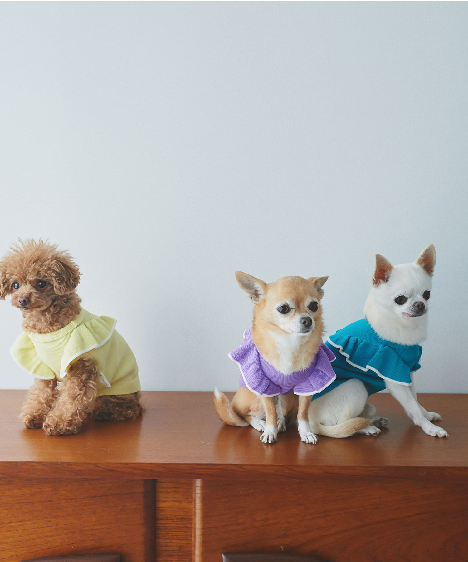 ROPE PICNIC PASSAGE「【DOG】リンクコーデ/配色フリル袖ニット」|その他|