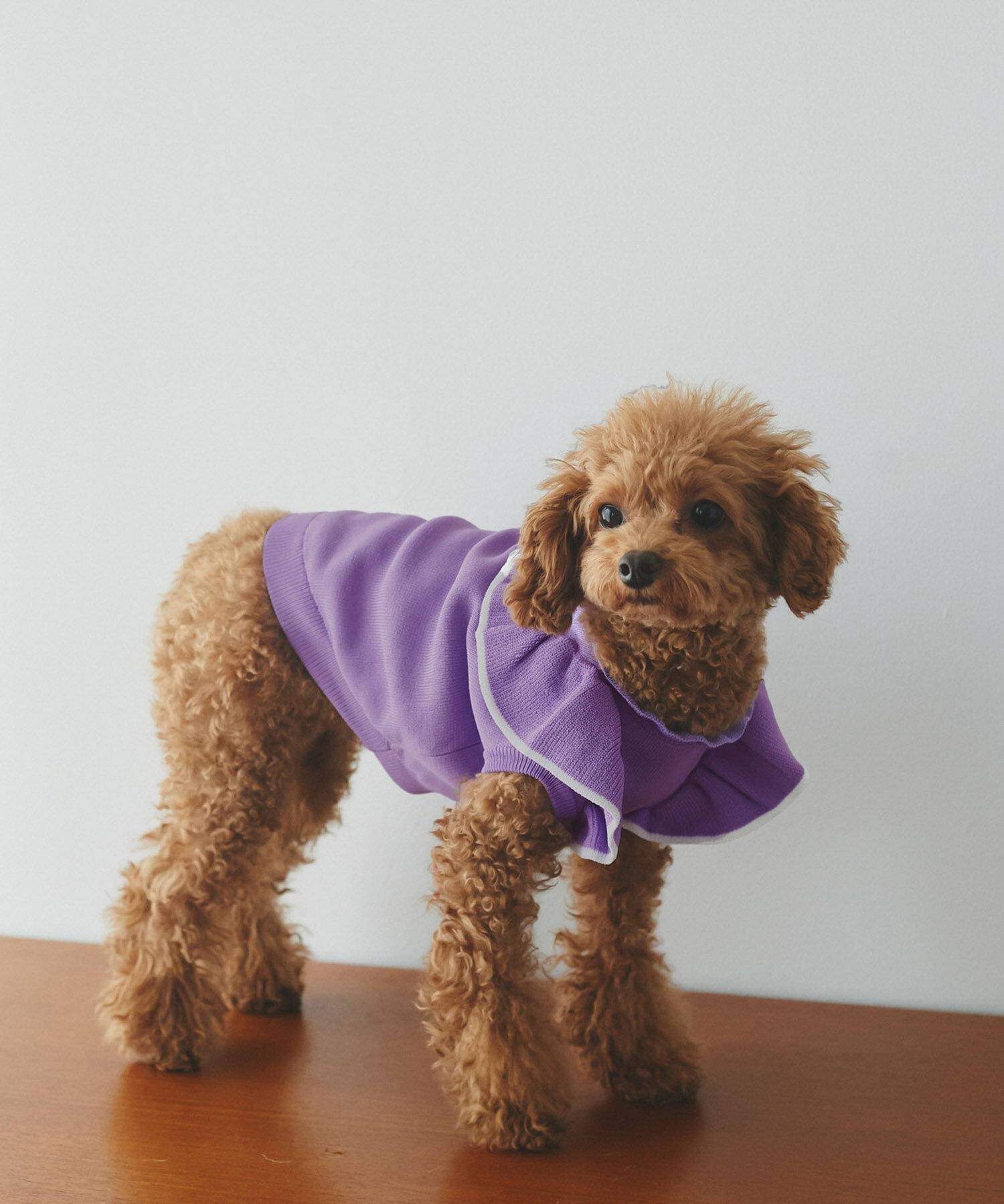 ROPE PICNIC PASSAGE「【DOG】リンクコーデ/配色フリル袖ニット」|その他|パープル系(59)