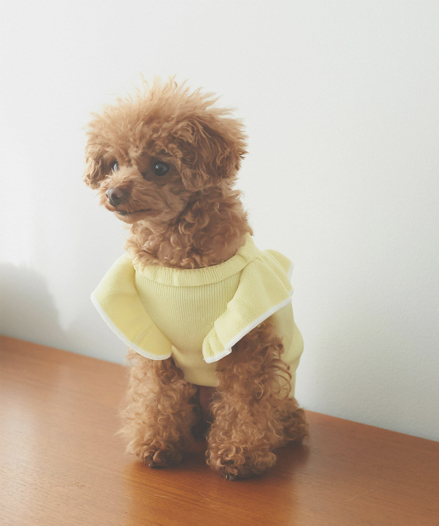 ROPE PICNIC PASSAGE「【DOG】リンクコーデ/配色フリル袖ニット」|その他|イエロー系(81)