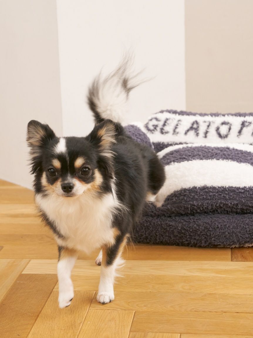 GELATO PIQUE CAT&DOG「【CAT&DOG】ジェラートソファ型ベッドM」|その他|
