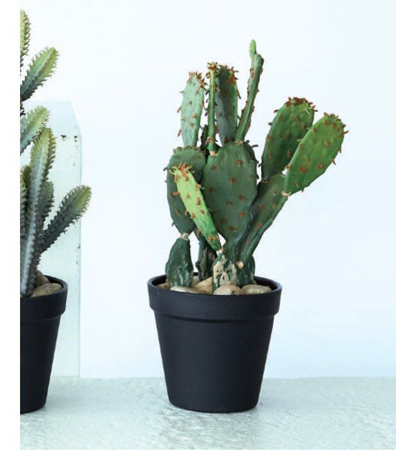 journal standard Furniture「【Brown./ブラウン】ウチワサボテン ポット 31 フェイクグリーン」|その他|グリーン