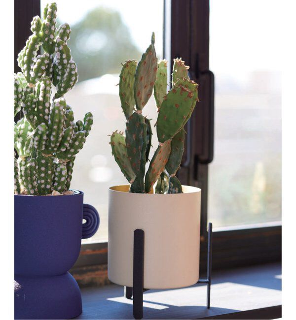 journal standard Furniture「【Brown./ブラウン】ウチワサボテン ポット 31 フェイクグリーン」|その他|