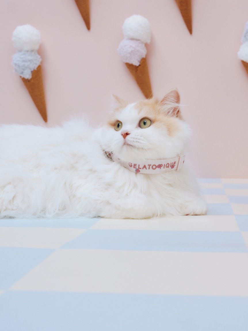  GELATO PIQUE CAT&DOG「【CAT&DOG】【販路限定商品】モチーフ柄首輪」|その他|